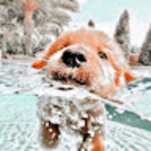 Meet your Posher, Emma